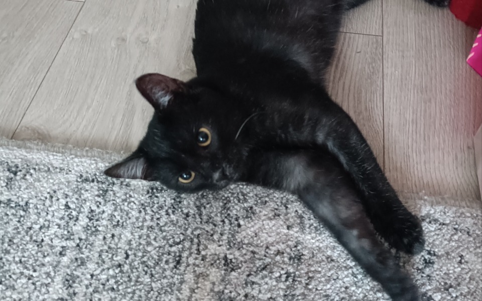 
        Czarny kot leży na podłodze, z ciekawym spojrzeniem.
    