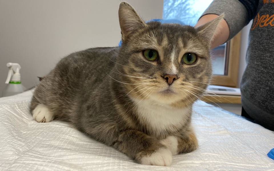 
        Kot leżący na stole, z wyrazem spokojnej twarzy.
    