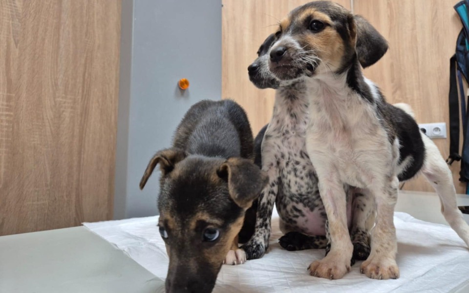 
        Szczeniaki bawiące się na stole w weterynarii.
    