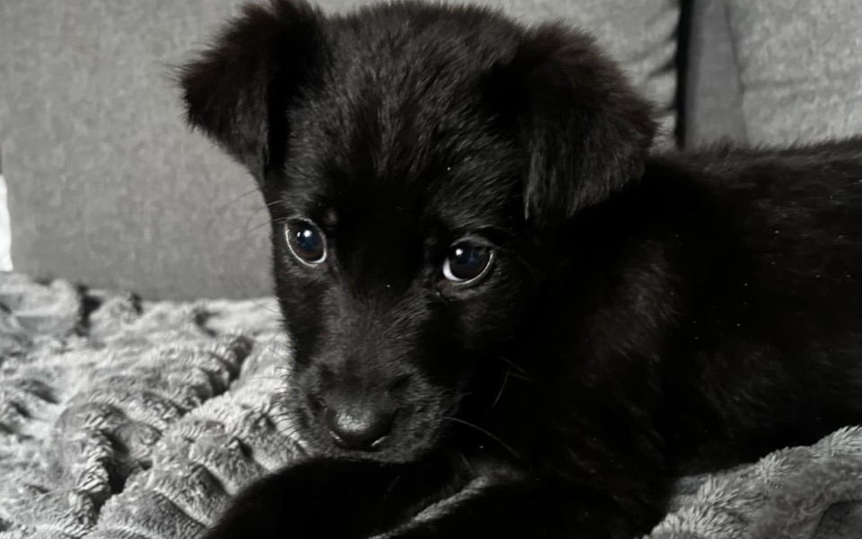 
        Mały czarny szczeniak leżący na miękkim kocu.
    