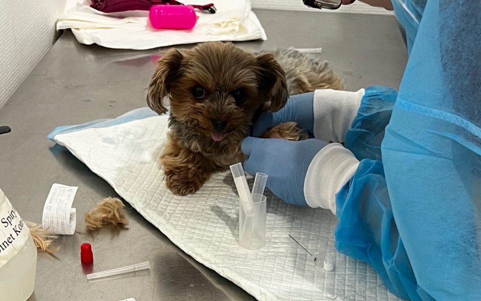 
        Szczeniak na stole weterynaryjnym, otrzymujący opiekę medyczną.
    