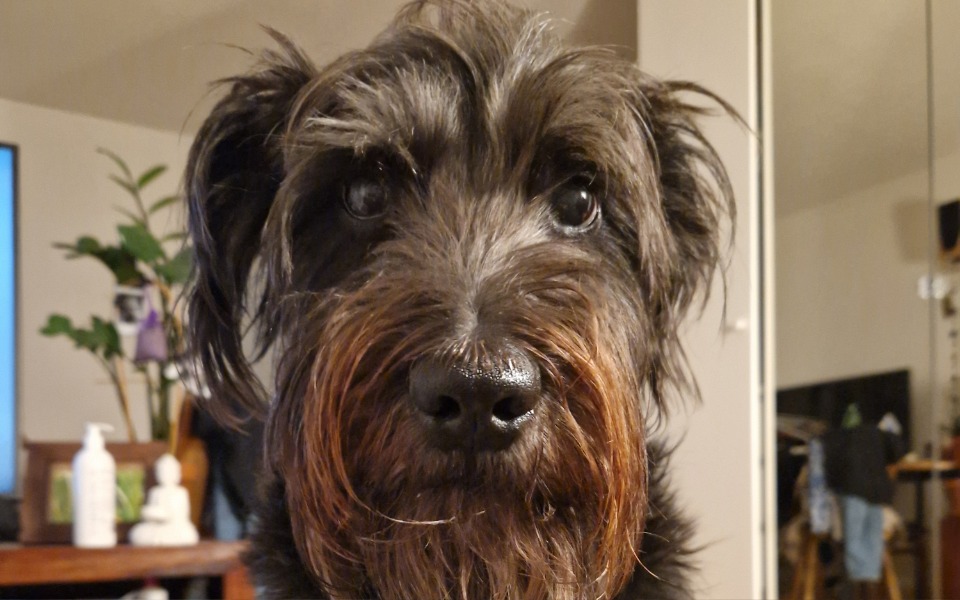 
        Czarny pies z brązowym zarostem, patrzący w obiektyw.
    