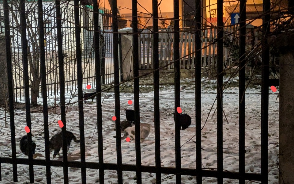 
        Grupa kotów bawiących się na śniegu w ogrodzie.
    