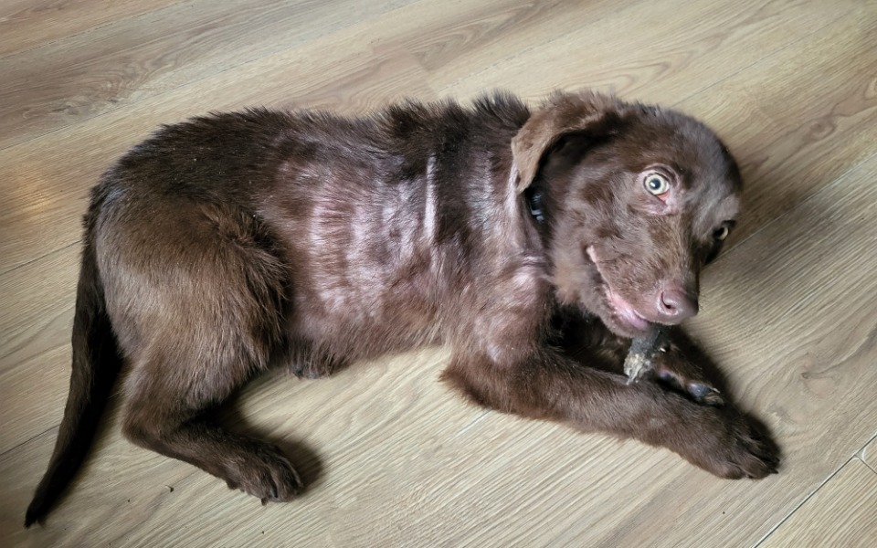 
        Pies leżący na podłodze, trzymający kość.
    