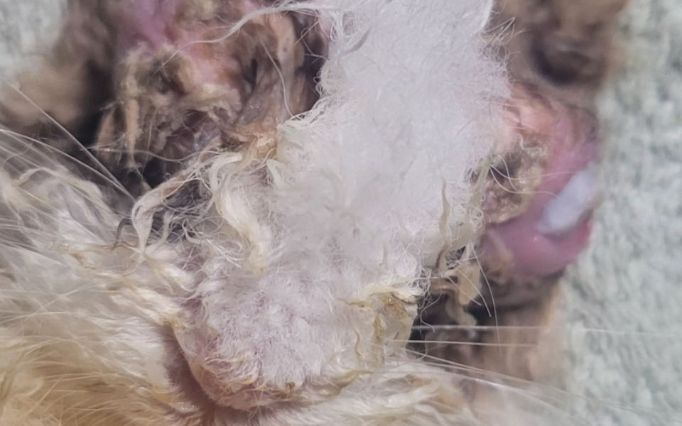 
        Zbliżenie na chore zwierzę z widocznymi ranami na głowie.
    