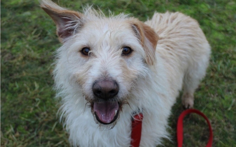 
        Szczęśliwy pies na trawie, z uśmiechem na pysku.
    