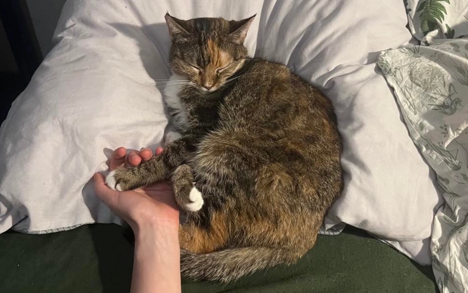 
        Kot śpiący na poduszce, z ręką właściciela obok.
    