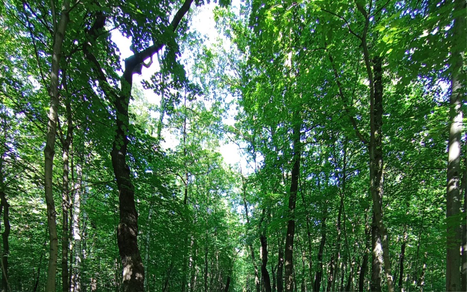 
        Pies leżący na stole, wygląda na zmęczonego i chorego.
    