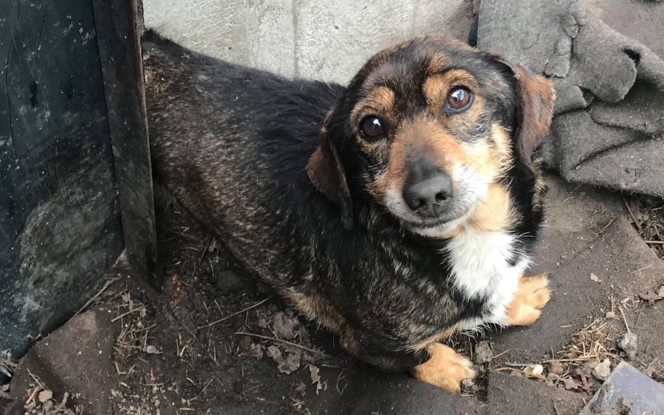 
        Pies w schronisku, czeka na nowy dom.
    