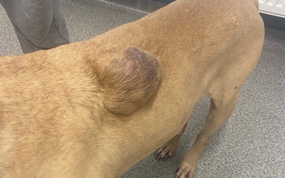 
        Pies z guzem na ciele, potrzebujący pomocy.
    