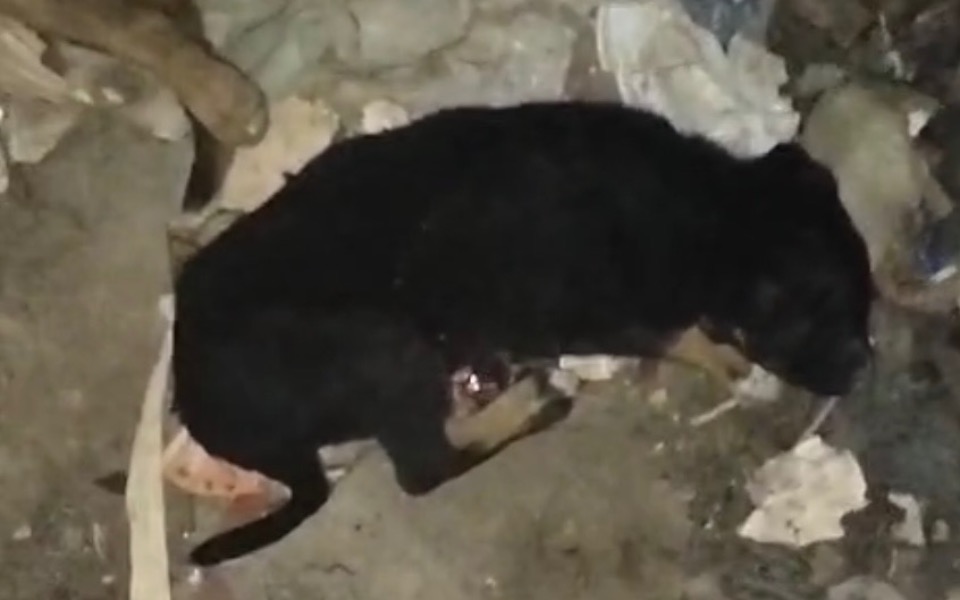 
        Czarny pies leżący na ziemi w zaroślach.
    