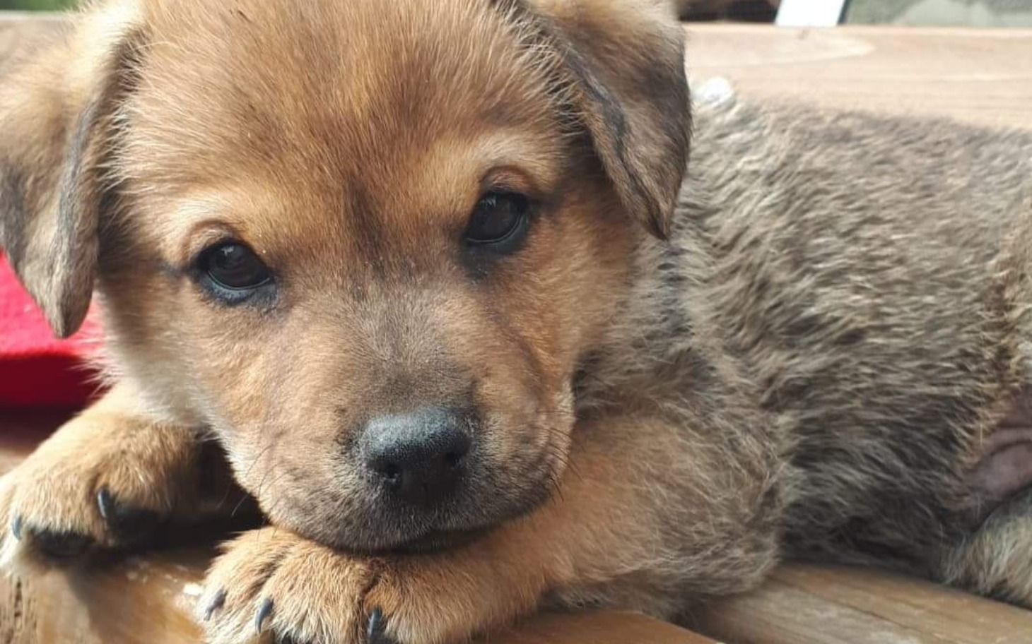 
        Szczeniak leżący na drewnianym stole, z wyrazem ciekawości.
    