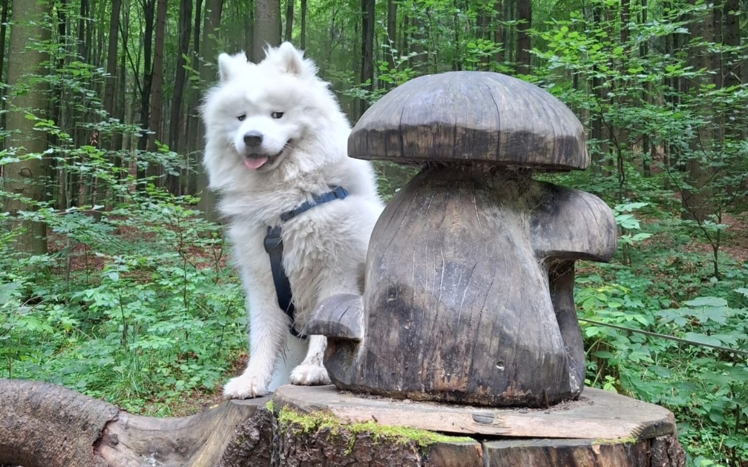 
        Samojed stojący obok drewnianego grzyba w lesie.
    