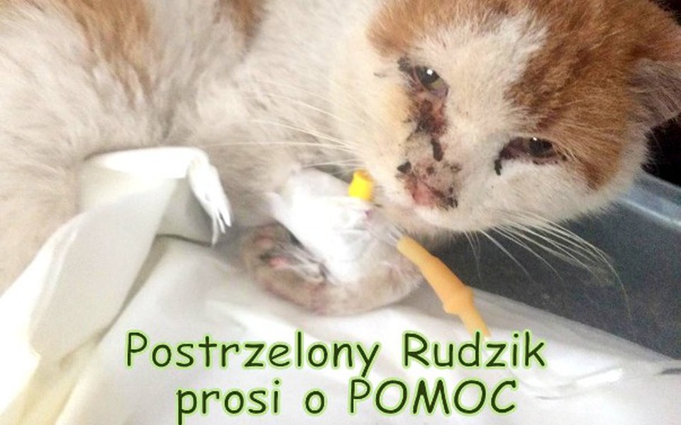 
        Zbiórka Postrzelony RUDZIK prosi o POMOC - zdjęcie główne
    