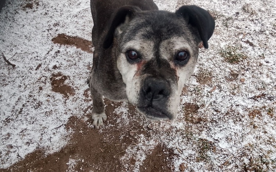 
        Stary pies na śniegu, z wyrazem smutku w oczach.
    