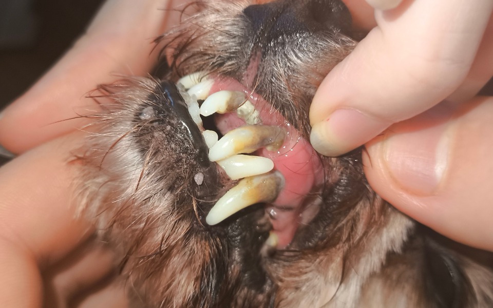 
        Zbliżenie na zęby psa trzymanego przez osobę.
    