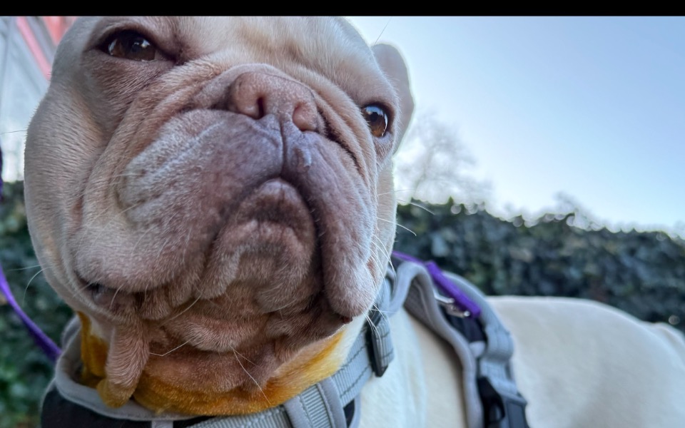 
        Zbliżenie na psa rasy buldog francuski, z wyrazem twarzy.
    