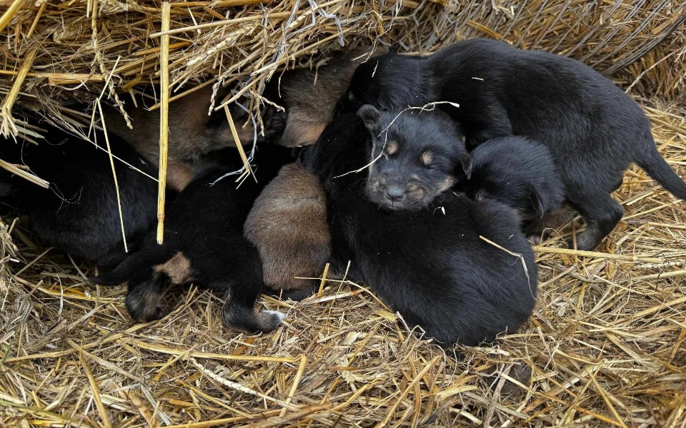 
        Szczeniaki śpiące w stosie, otoczone słomą.
    