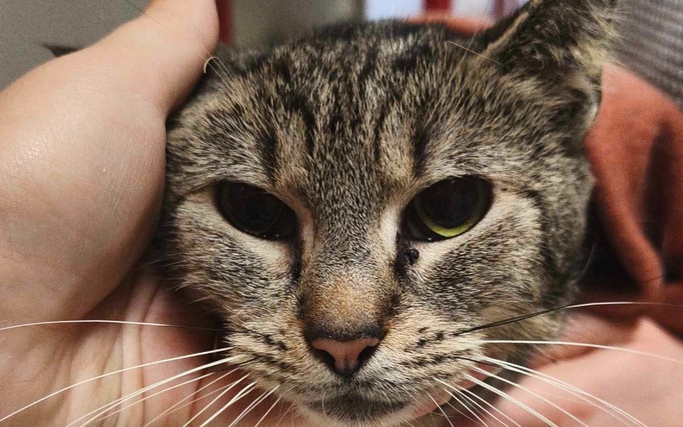 
        Kot trzymany w rękach, z wyraźnymi rysami twarzy.
    