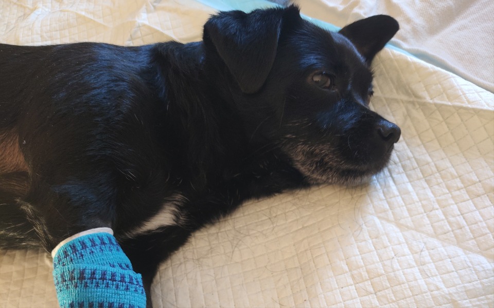 
        Pies z opatrunkiem na łapie, leżący na łóżku.
    