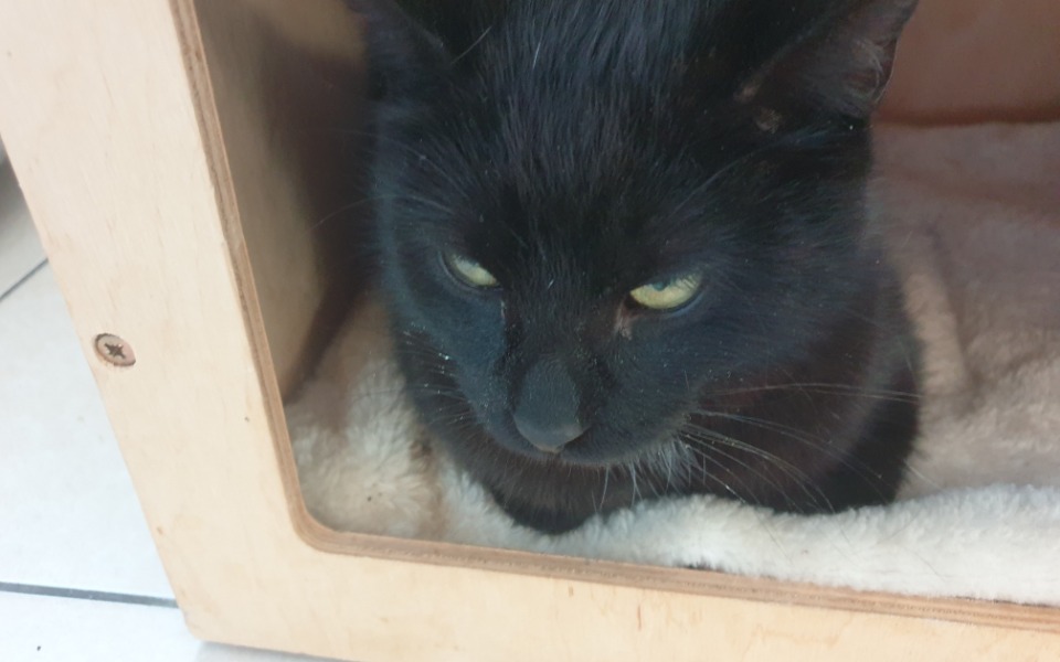 
        Czarny kot spoczywający w drewnianej klatce, z wyrazem twarzy.
    