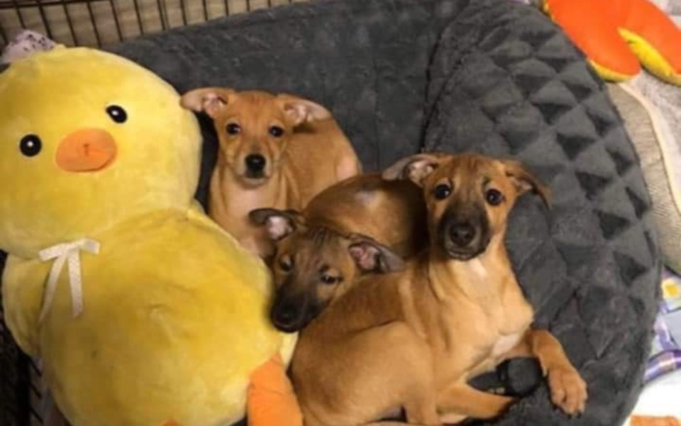 
        Trzy szczeniaki odpoczywają obok dużej żółtej zabawki.
    