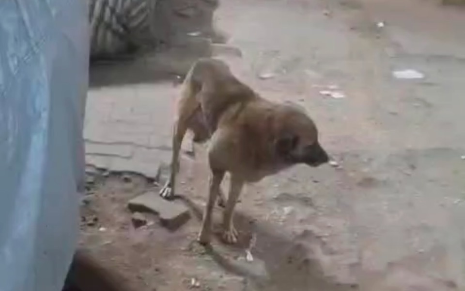 
        Chudy pies spacerujący po brudnej ulicy.
    