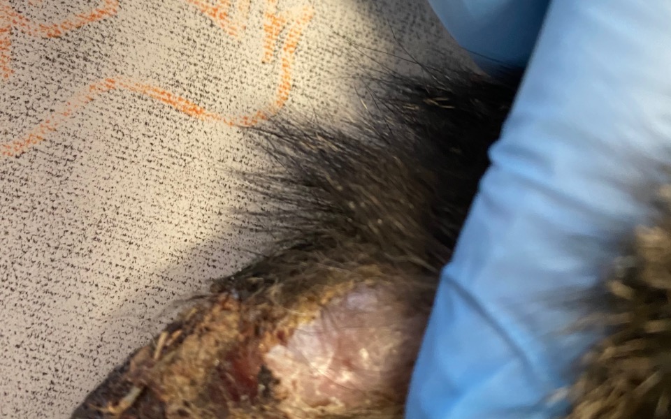 
        Zbliżenie na ranę zwierzęcia, opatrzoną rękawiczką.
    