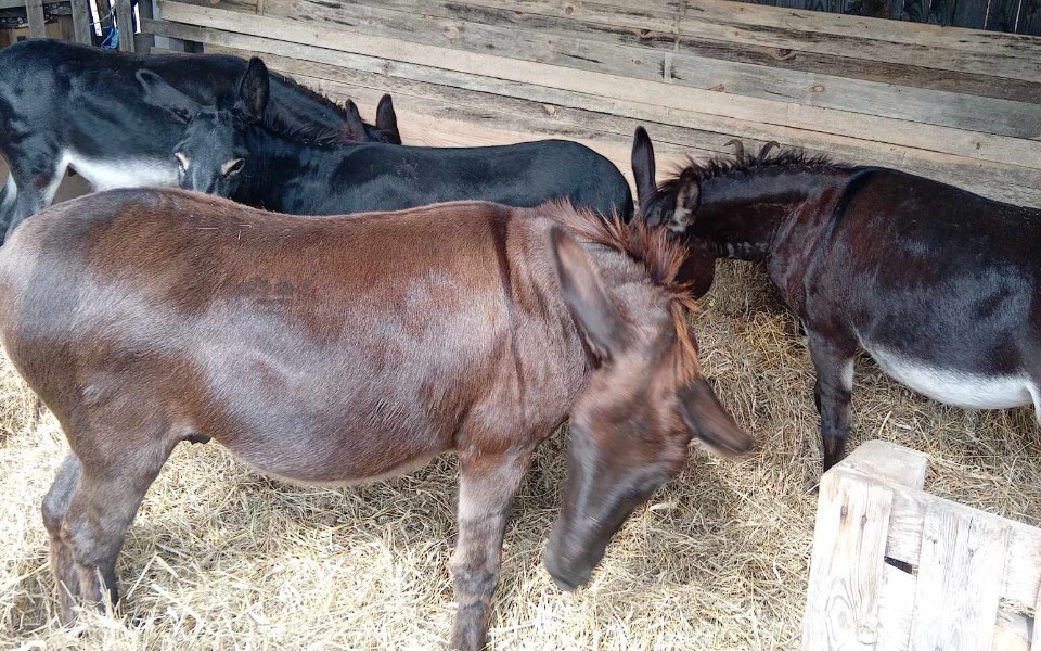 
        Grupa osłów w stajni, wśród słomy.
    