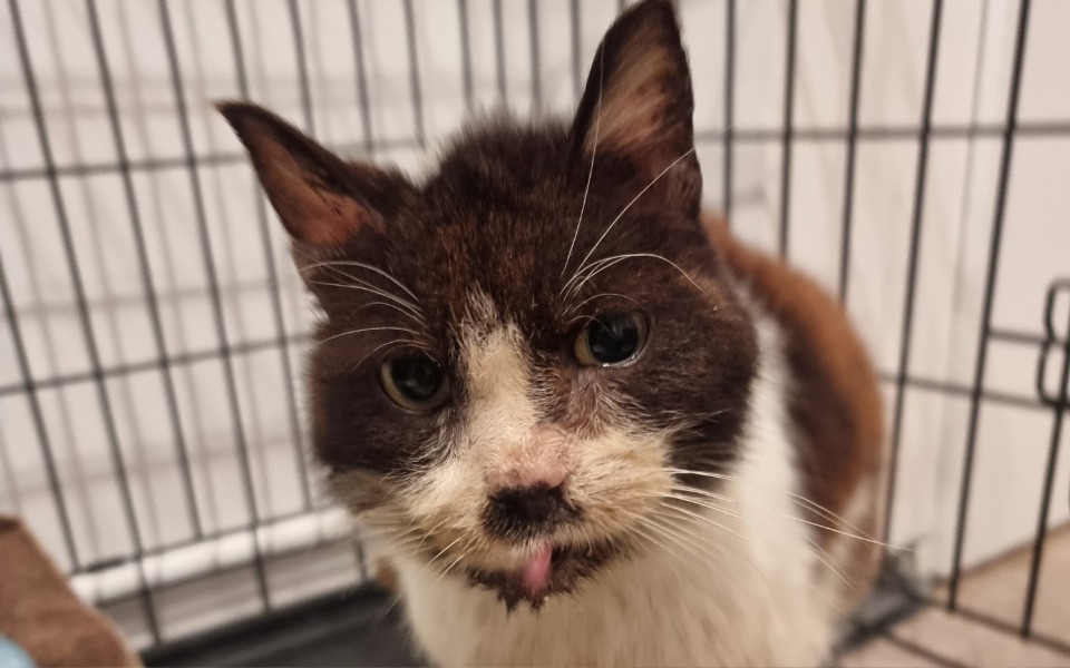 
        Kot z charakterystycznym wyglądem w klatce.
    