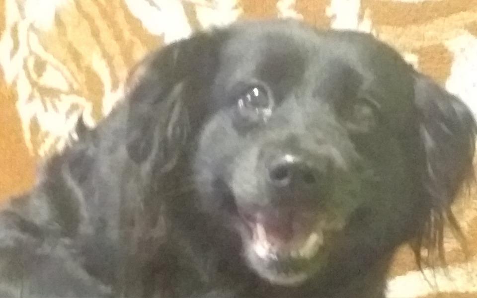 
        Czarny pies z uśmiechem na tle brązowego dywanu.
    