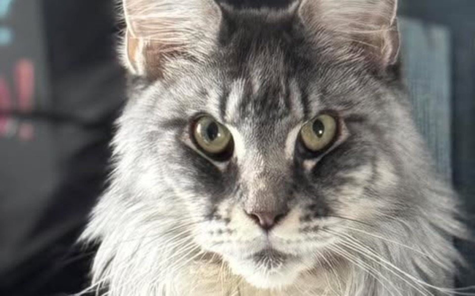 
        Portret kota z wyrazistymi oczami i długim futrem.
    