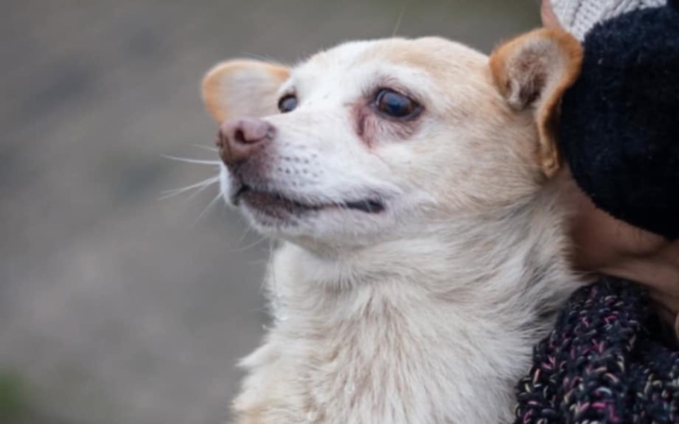 
        Pies z jasnym futrem, patrzy z uśmiechem.
    