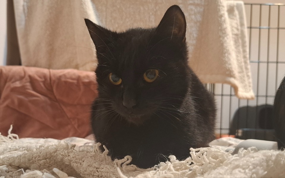 Czarny kot leżący na białym kocu.