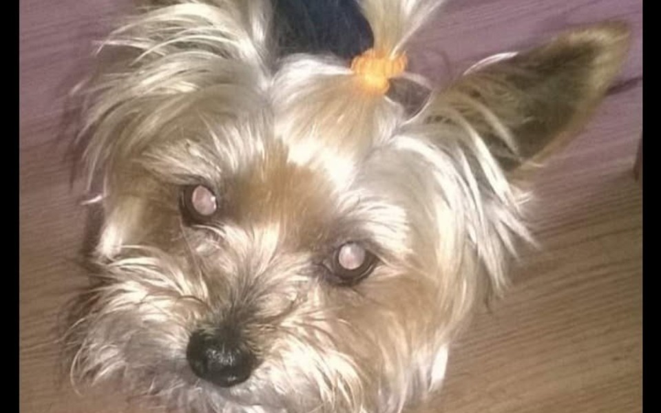 
        Portret psa rasy Yorkshire z kokardką na głowie.
    