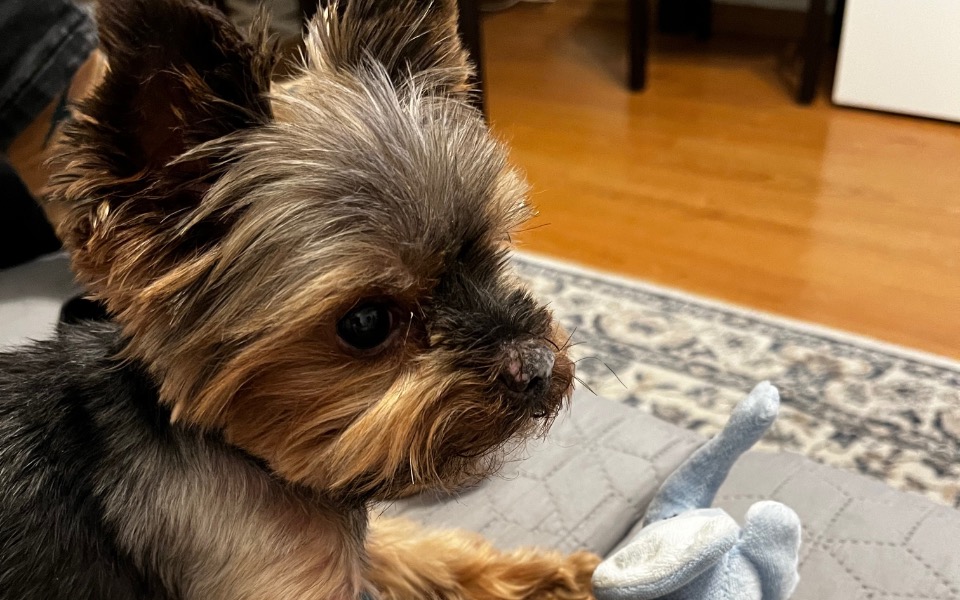 
        Portret małego psa rasy Yorkshire, siedzącego na kanapie.
    