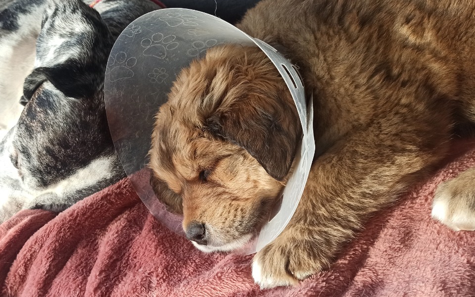 
        Piesek w kołnierzu ochronnym, śpiący na kocu.
    