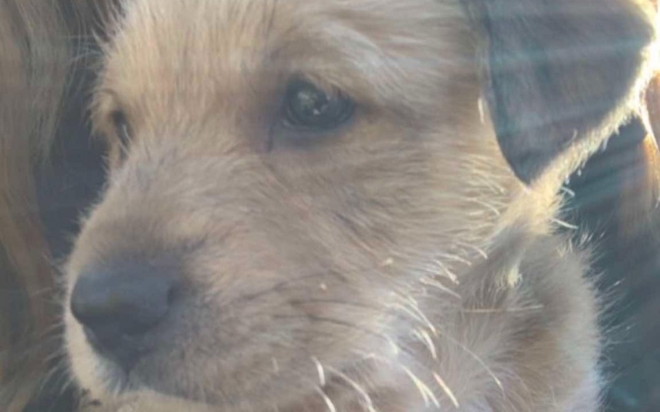 
        Zbliżenie na małego psa z jasną sierścią.
    