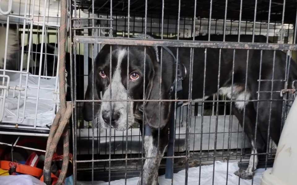 
        Pies w klatce, z wyrazem smutku w oczach.
    