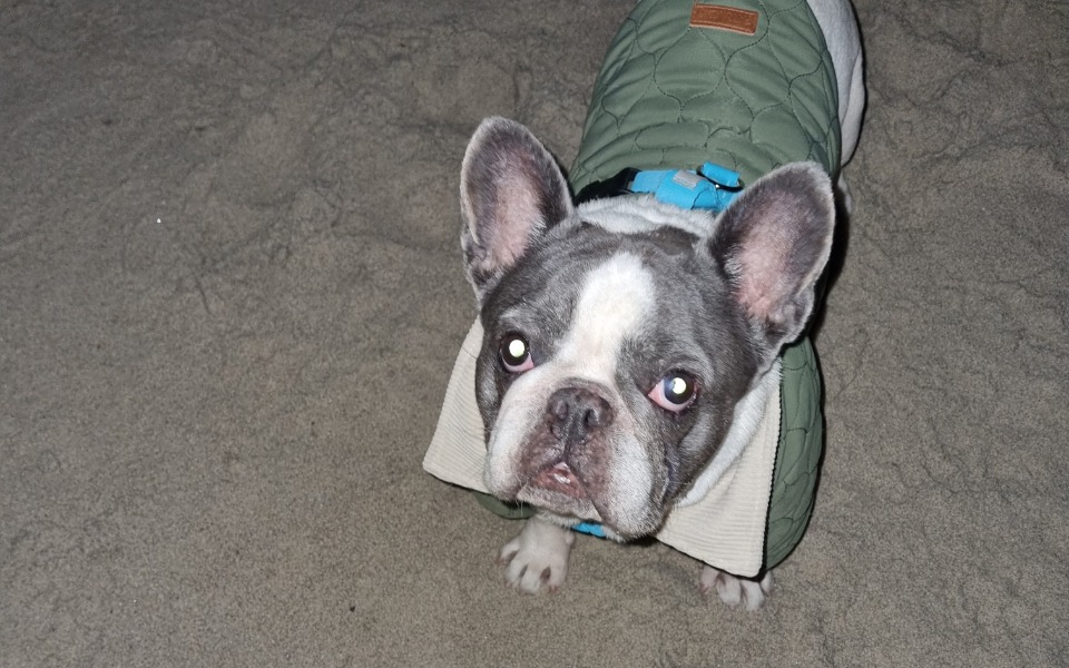 
        Pies w zielonej kurtce, stojący na plaży.
    