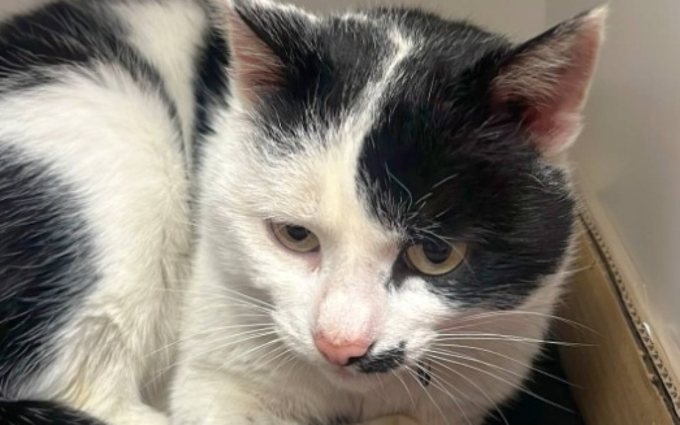 
        Kot leżący w kartonie, z wyrazem smutku.
    