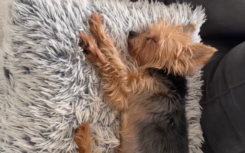 
        Śpiący pies na miękkim poduszce.
    