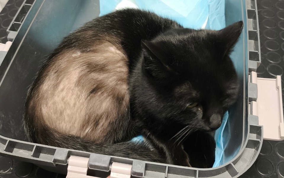 
        Czarny kot leżący w plastikowym pojemniku.
    