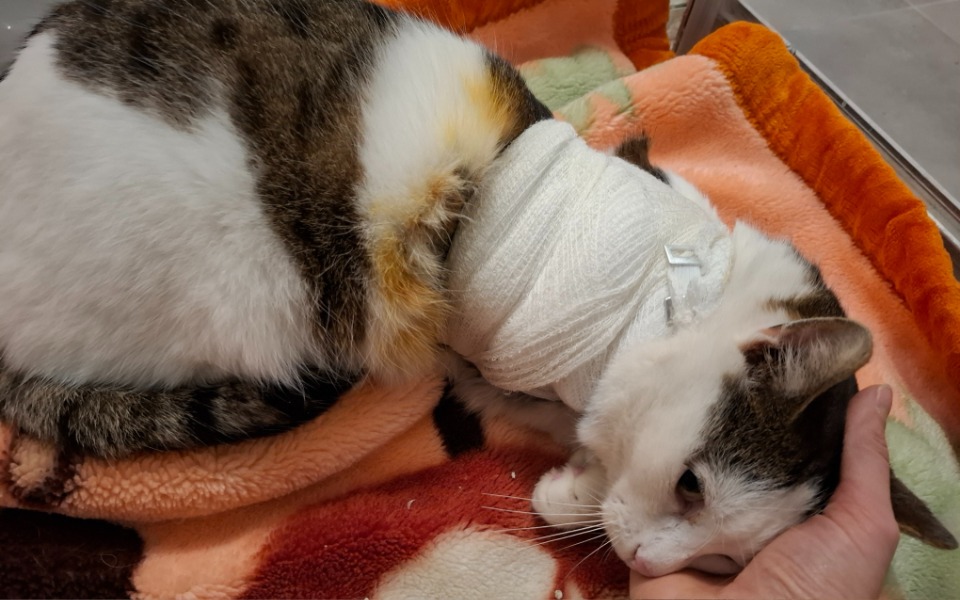 
        Kot owinięty w bandaż, leżący na kolorowym kocu.
    