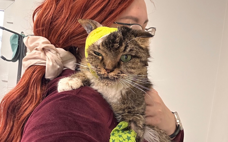 
        Kot z opatrunkiem na głowie, trzymany przez osobę.
    