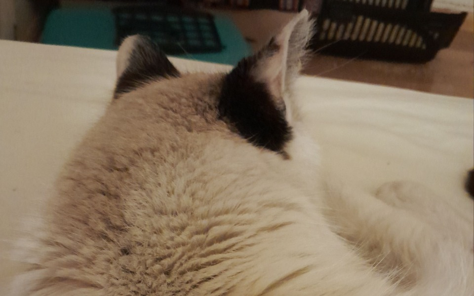 
        Tył kota leżącego na łóżku.
    