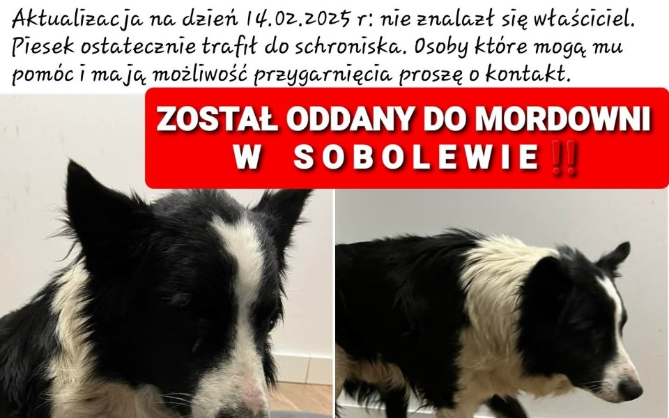 Ogłoszenie o znalezieniu psa, z prośbą o pomoc w jego adopcji.