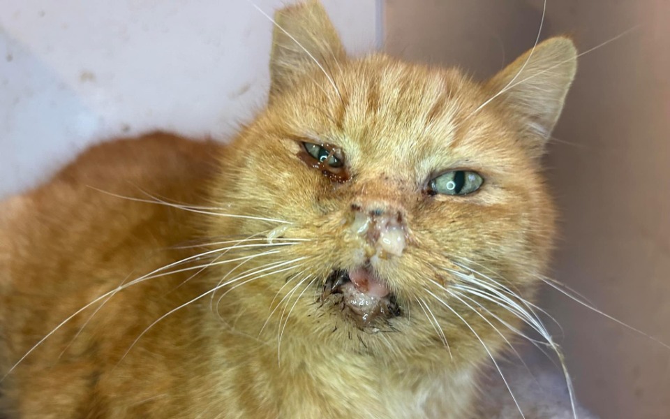 
        Chory kot z uszkodzoną twarzą, w potrzebie pomocy.
    