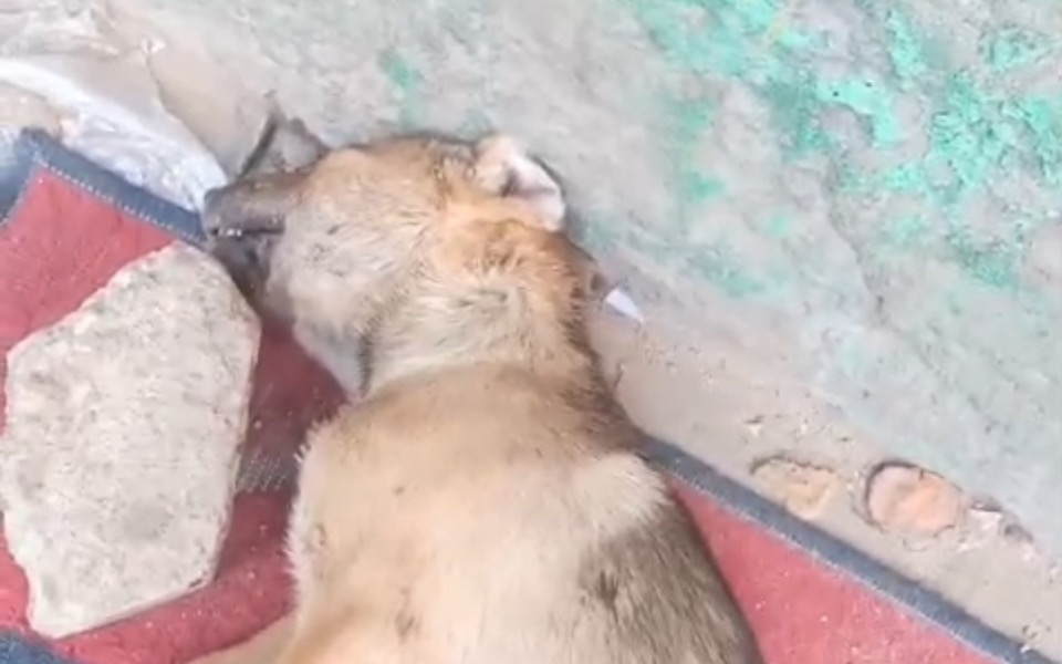 Bezdomny pies leżący na ziemi, w trudnej sytuacji.