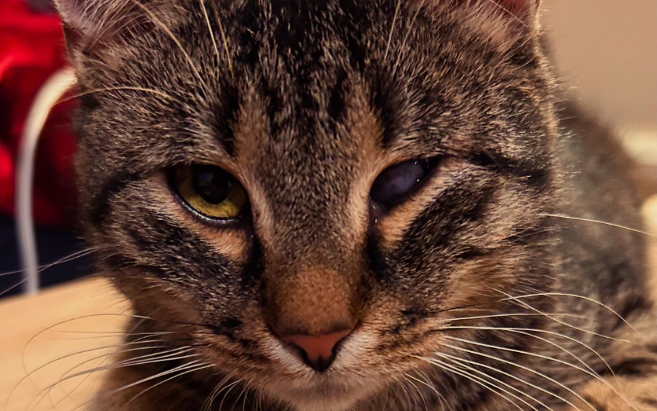 
        Kot z nietypowym wyglądem, jedno oko jest inne niż drugie.
    